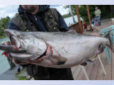 Kenai River King salmon