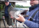 King Salmon 44 Pfund