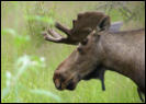 ein prächtiger Elch (Moose)